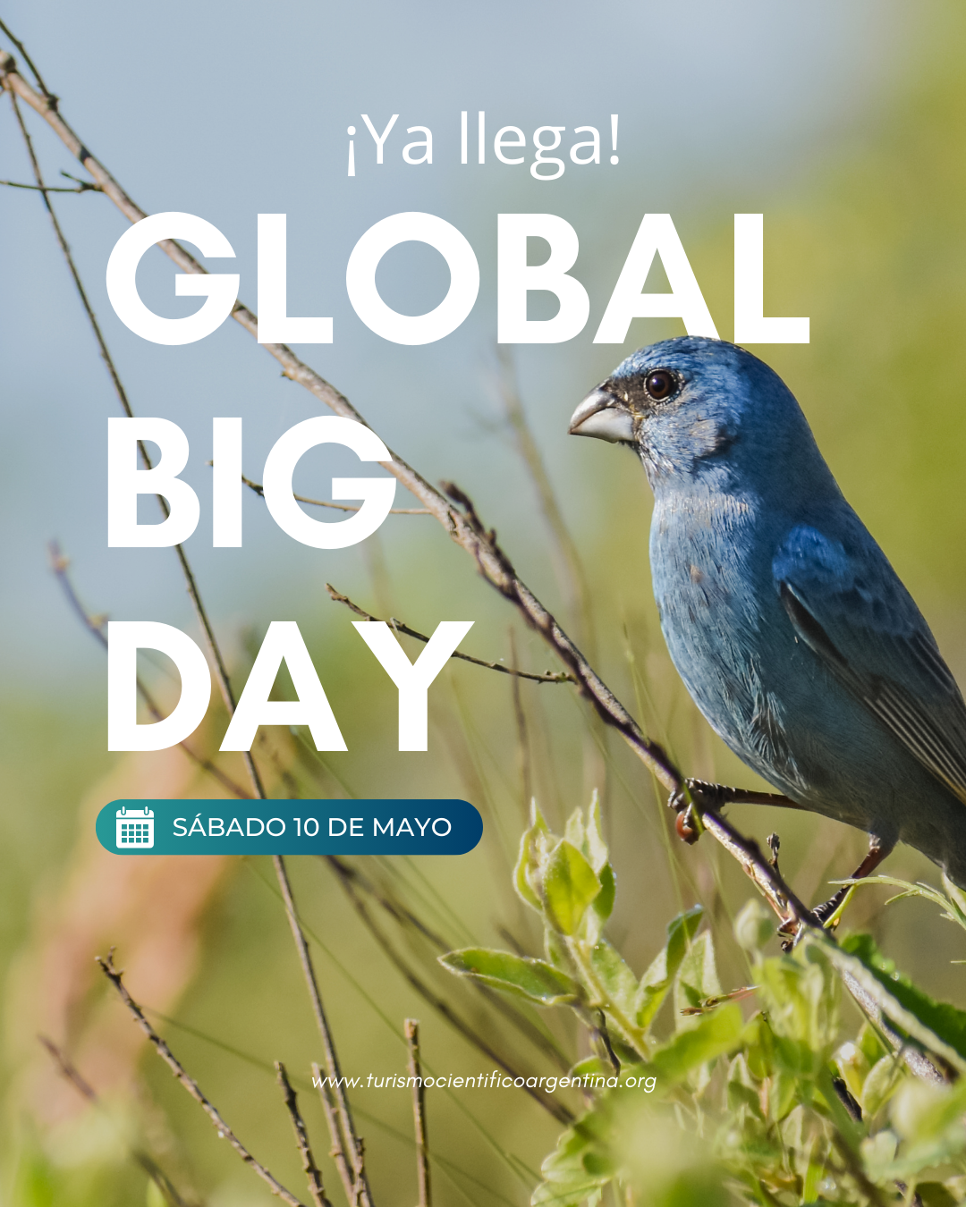 Global Big Day